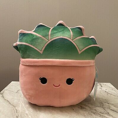 succulent squishmallow